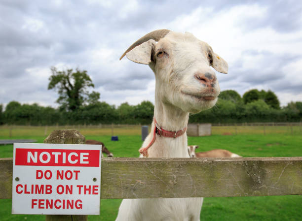 Naughty goat ignoring the no climbing sign